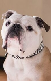 Nellie